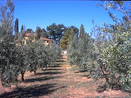  CASA STEFANO - QUERCIA