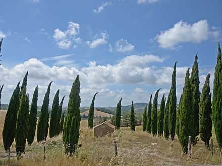  IL GERANIO