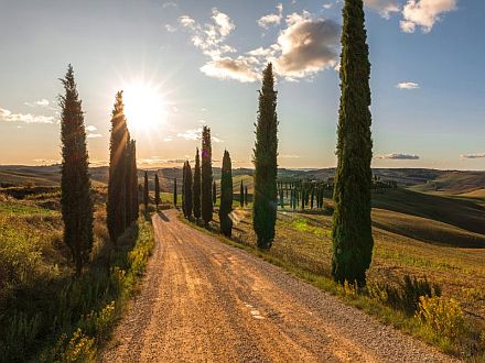  BACCOLENA - FALEGNAME